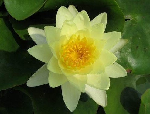 黃睡蓮