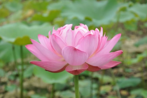 粉妝祥和