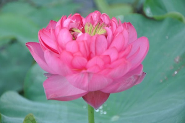 洛華蓮