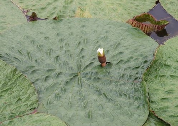 芡實(shí)