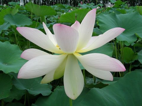 荷花批發(fā)