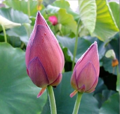荷花苗價(jià)格