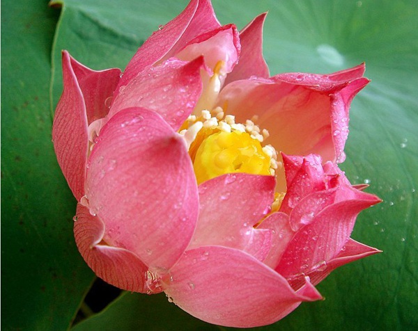 終做熏露風(fēng)