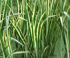 花葉菖蒲