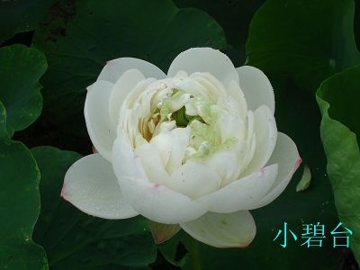 小碧臺(tái)