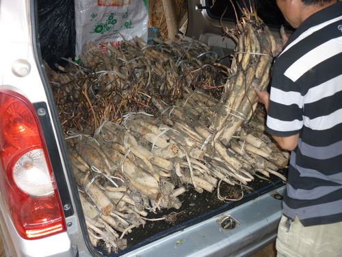 荷花苗裝車中