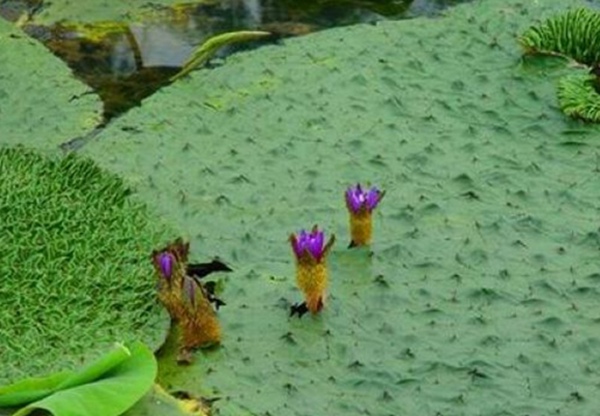 芡實(shí)