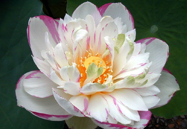 花開富貴