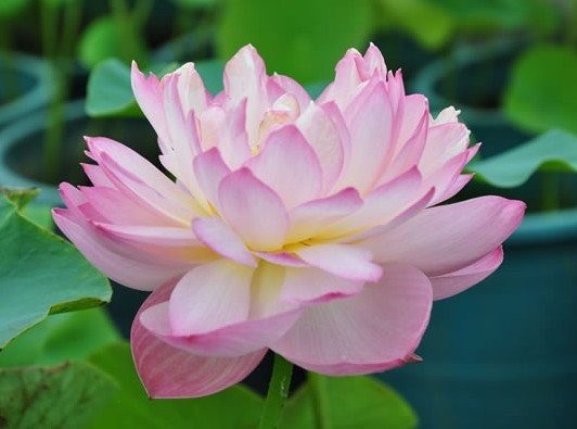 粉冠蓮
