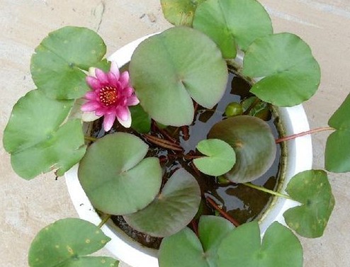 盆栽睡蓮