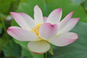 粉妝明月