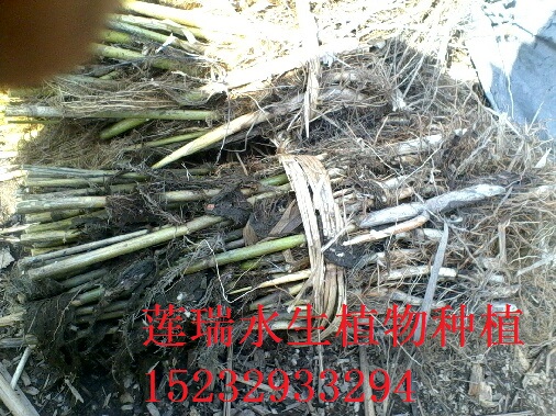 蘆葦苗