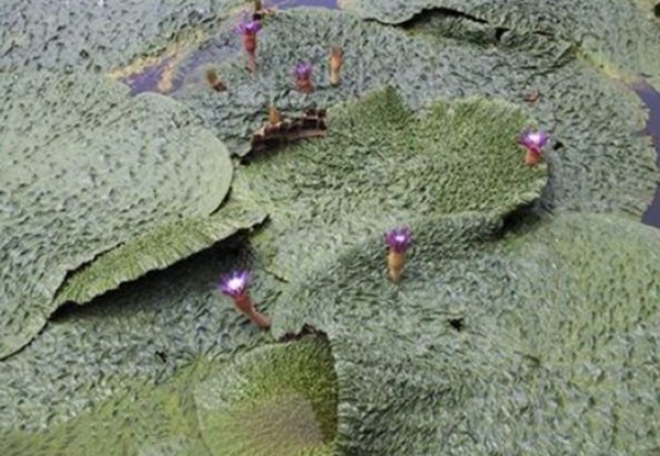 芡實(shí)