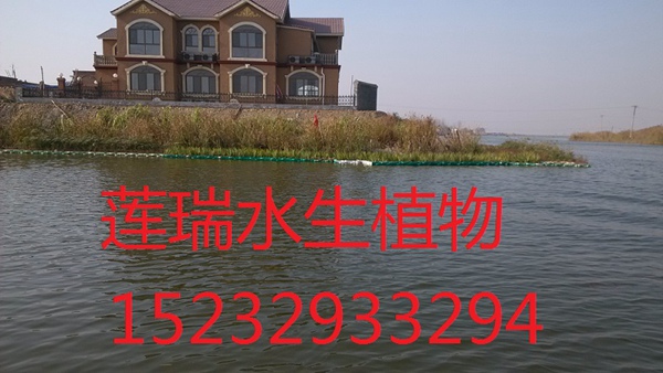 浮島