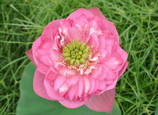 富華蓮