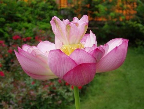 花中嬌蕊