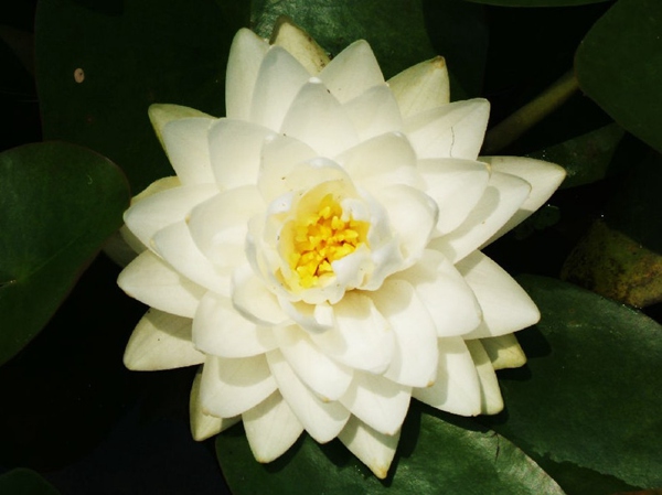 梨花白蓮