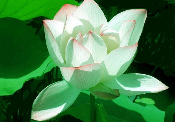 點(diǎn)綴池邊亦可憐