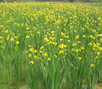 黃菖蒲