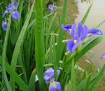 藍(lán)花菖蒲
