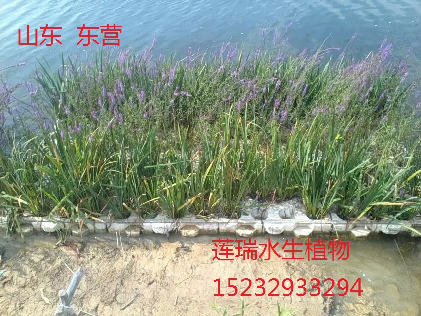 生態(tài)浮床圖片