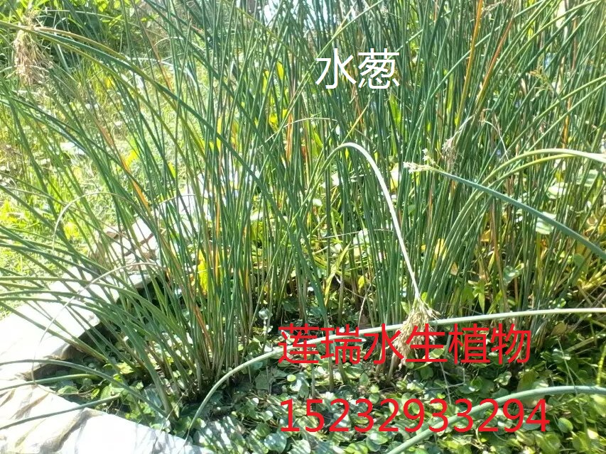 水蔥