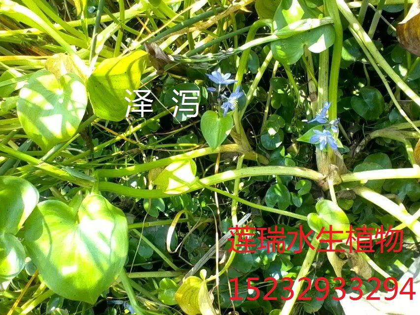 澤瀉