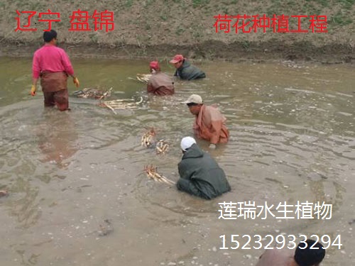 荷花種植