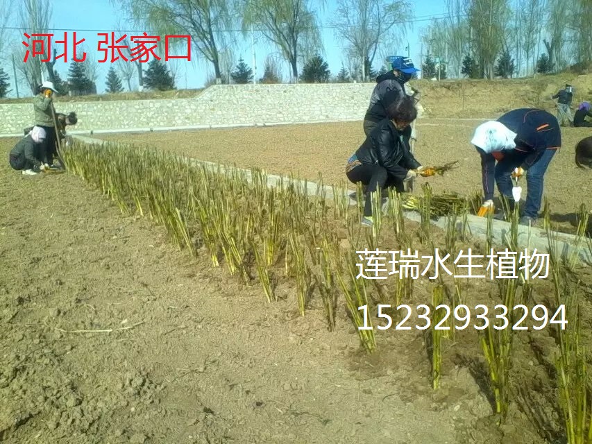 蘆葦種植價格