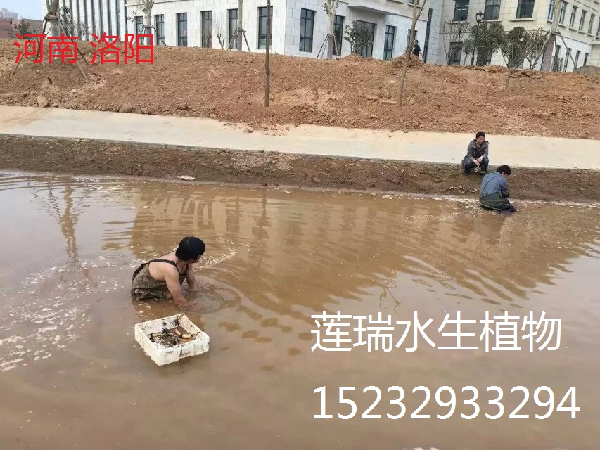 荷花種植洛陽