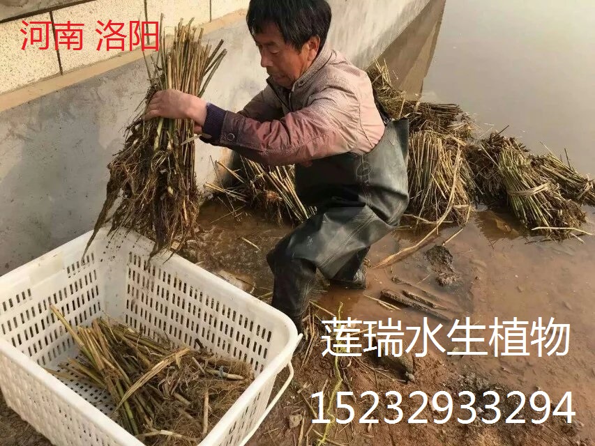 蘆葦種植洛陽工程