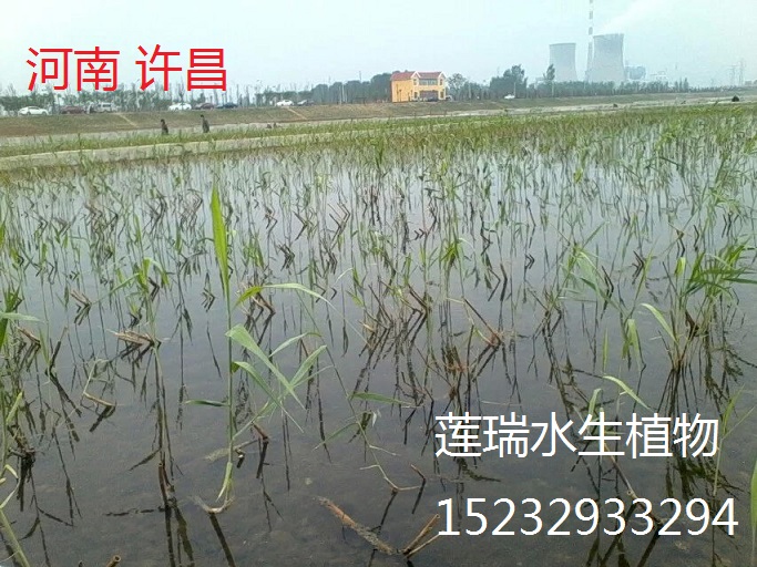 蘆葦種植許昌