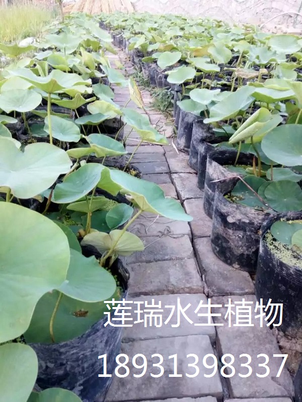 盆栽荷花價(jià)格