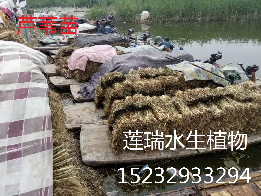 蘆葦苗裝車