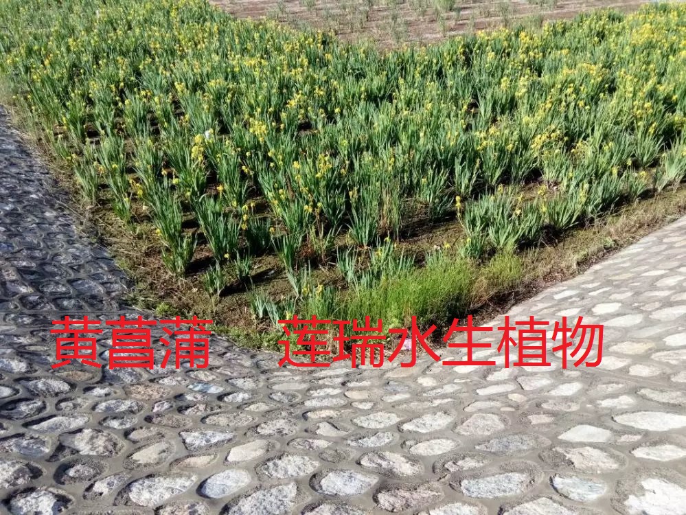 黃菖蒲北京