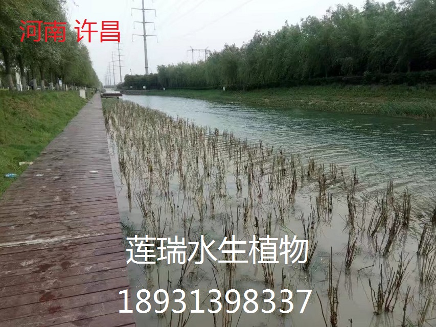 許昌市蘆葦種植工程