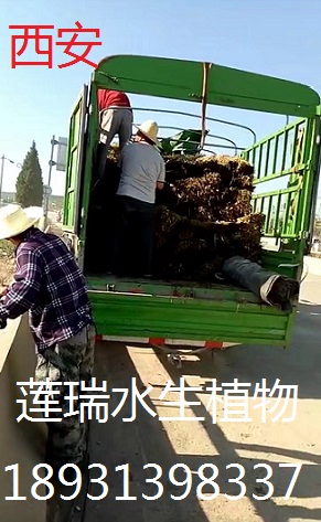 陜西西安蘆葦種植