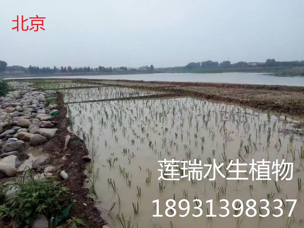 北京公園水生植物種植