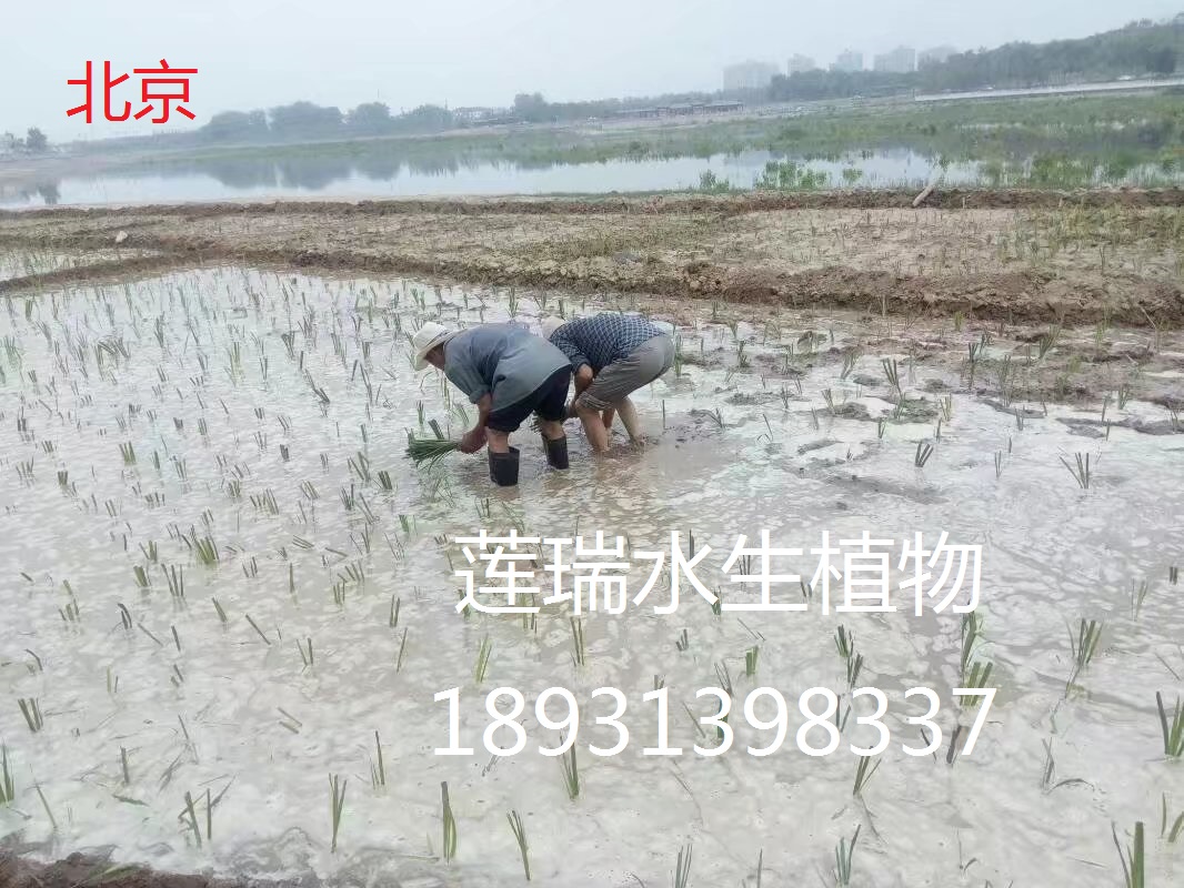 北京公園水生植物種植