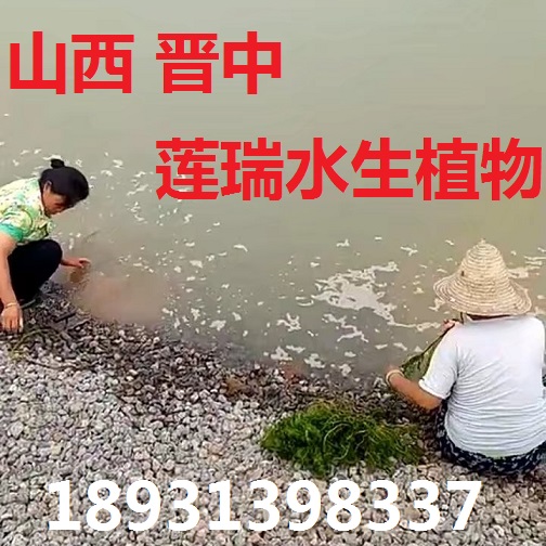 狐尾藻種植