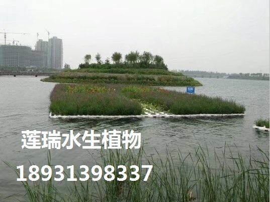 寧波生態(tài)浮島