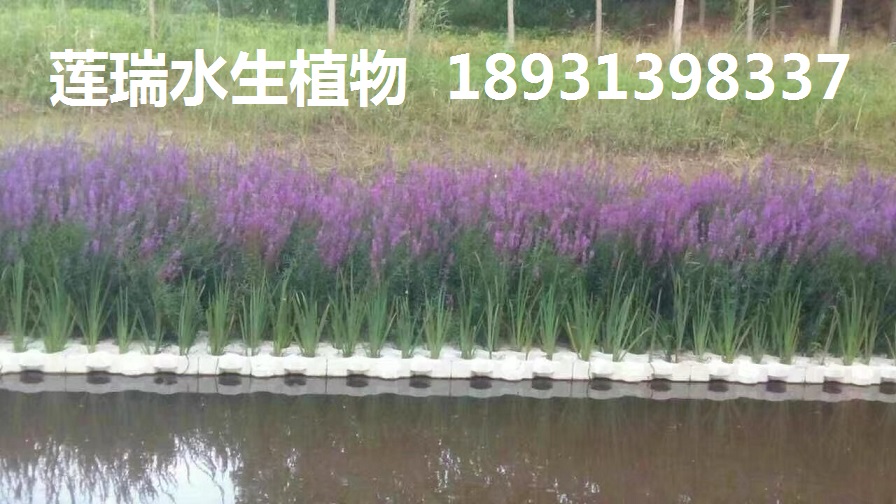 河北生態(tài)浮島
