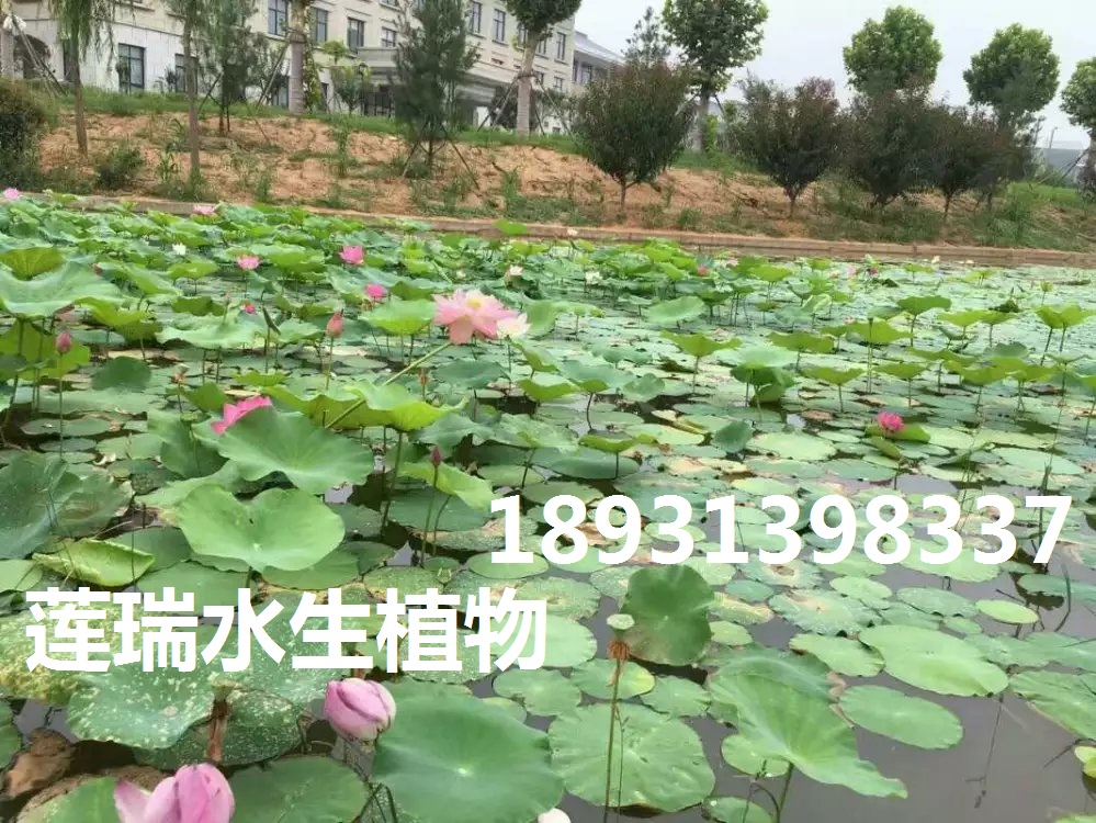 洛陽荷花種植3