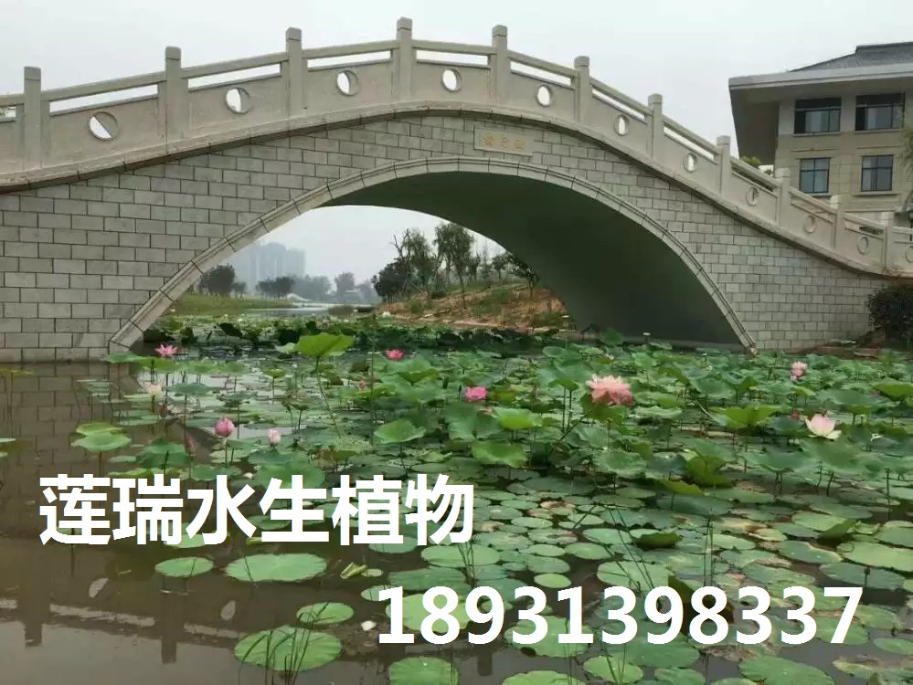 洛陽荷花種植2