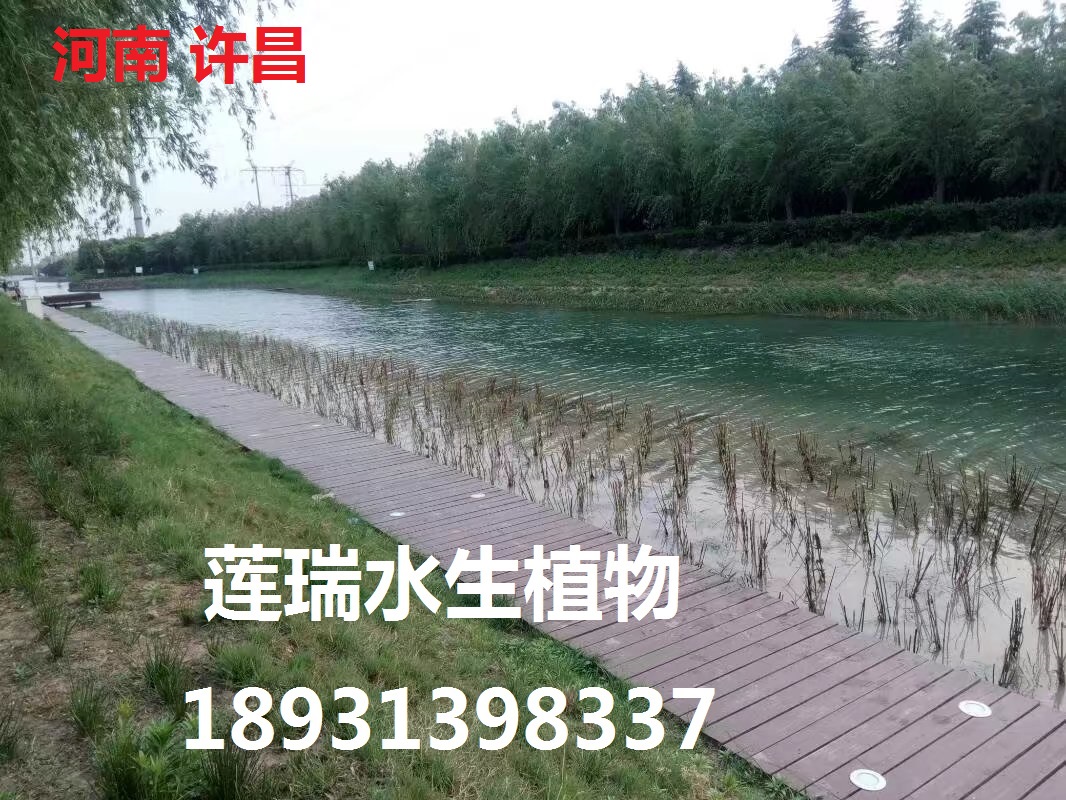 許昌市蘆葦種植