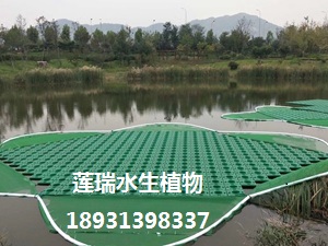 生態(tài)浮島安裝后