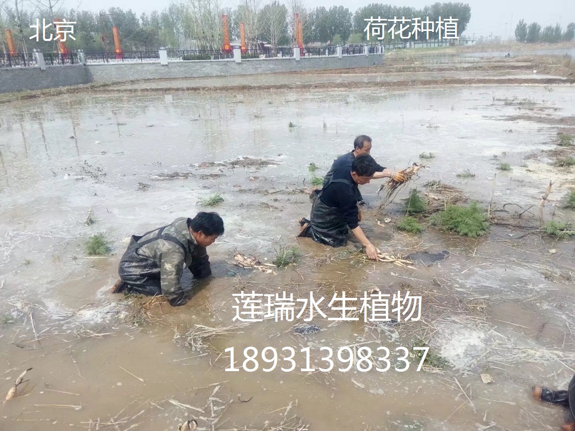 北京荷花種植