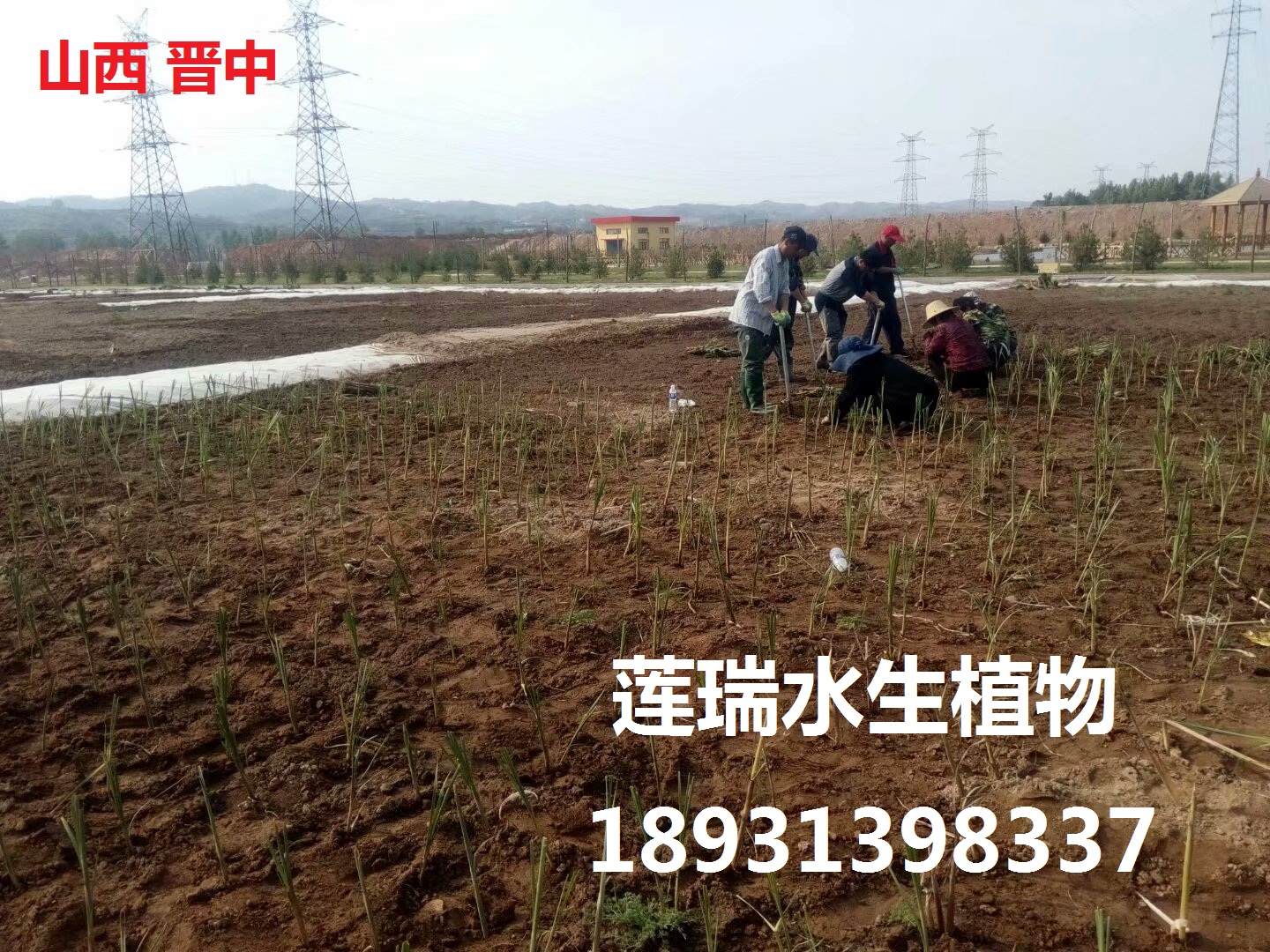 山西晉中生態(tài)濕地工程