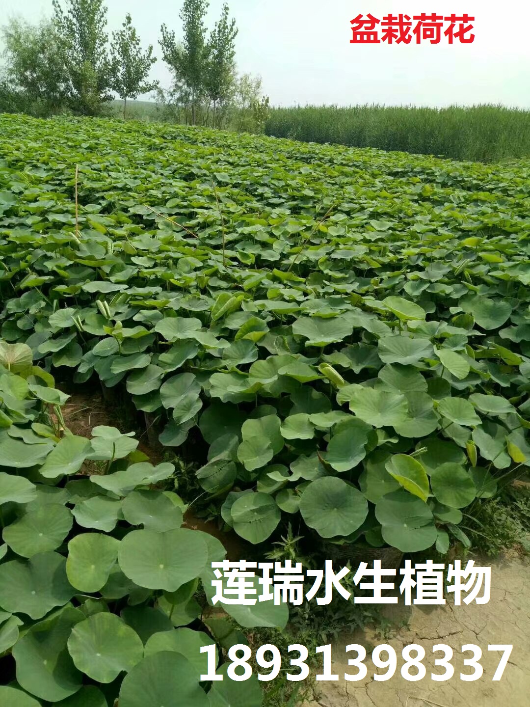 盆栽荷花--荷花種植工程首選，火熱促銷(xiāo)中