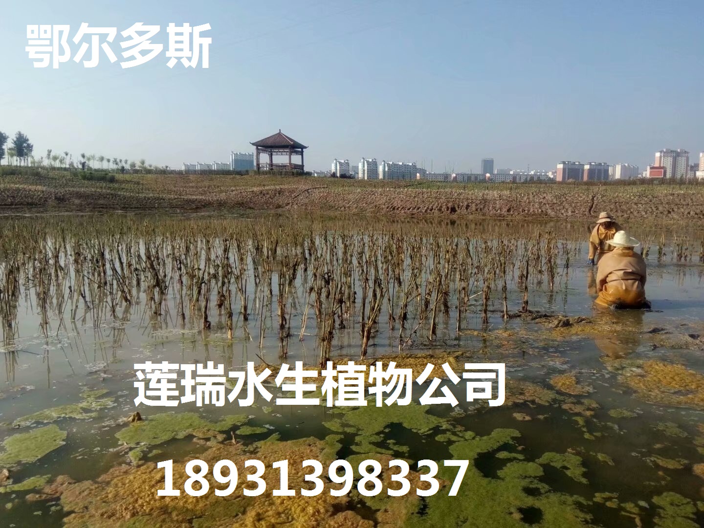 鄂爾多斯水生植物種植工程